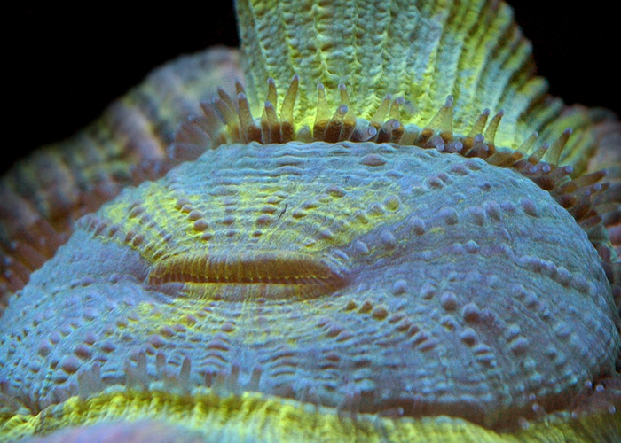 Trachyphyllia2.jpg