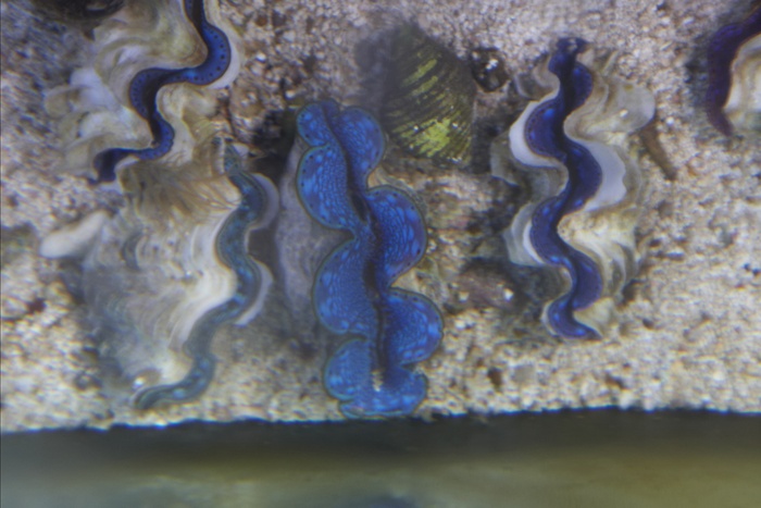 Tridacna.Maxima.3.jpg