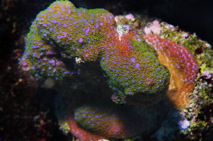 Joekill rainbow montipora2.jpg