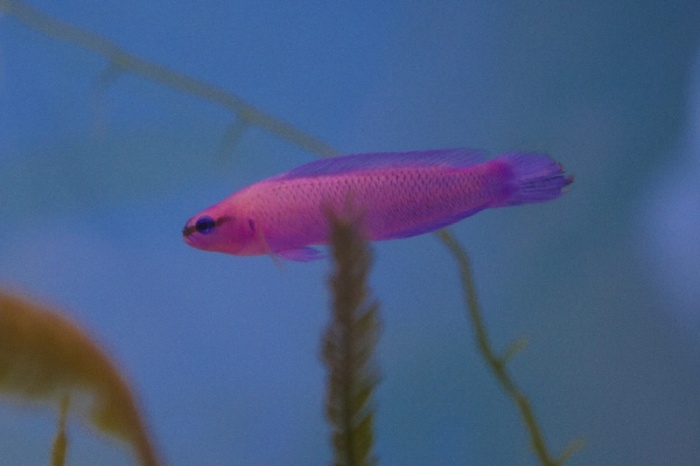 Fil:Pseudochromis fridmani.jpg