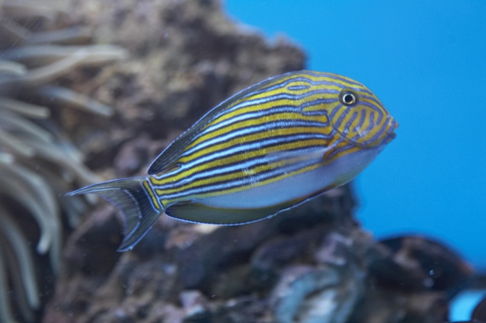 Acanthurus lineatus.9.jpg