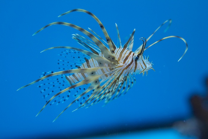 Pterois volitans.4.jpg