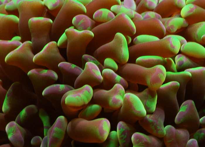 Euphyllia paradivisa.jpg