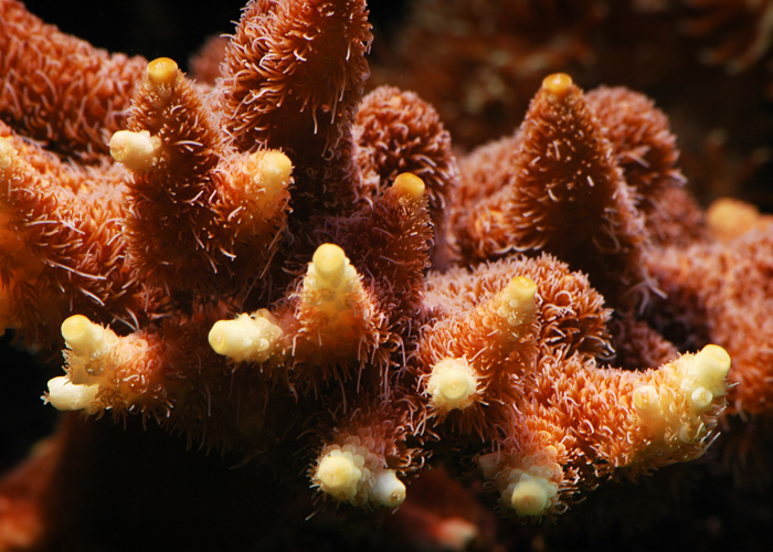 Acropora millepora.jpg