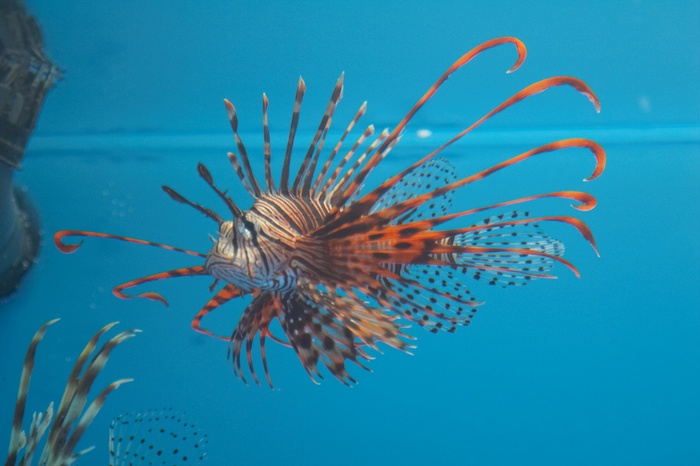 Pterois volitans.2.jpg