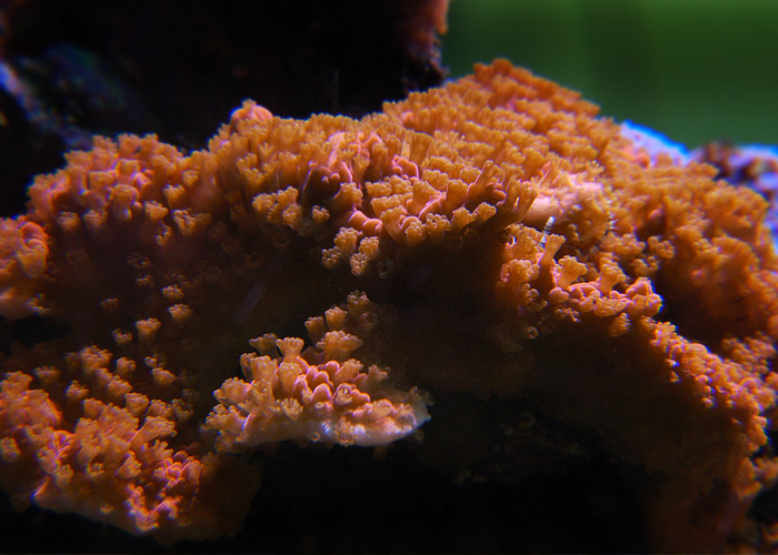 Montipora-orange.jpg