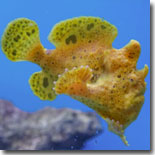 Frogfish-logo.jpg