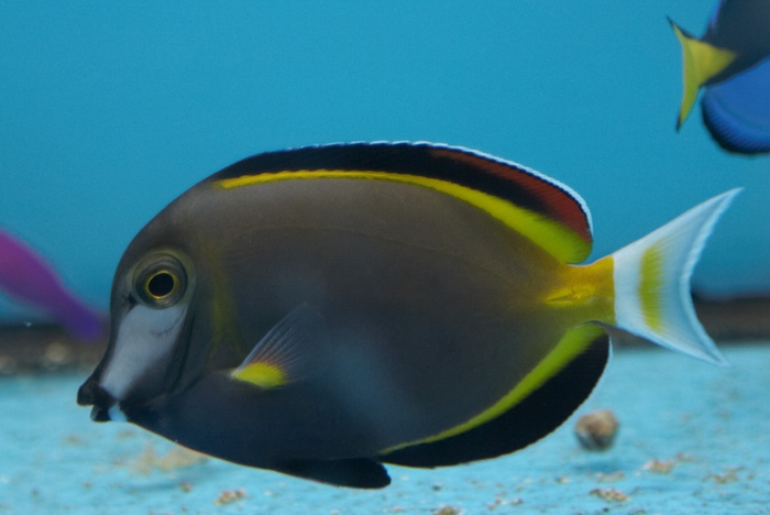 Acanthurus japonicus.5.jpg