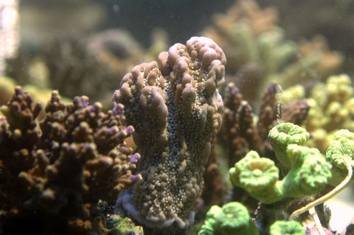 Montipora.20.jpg