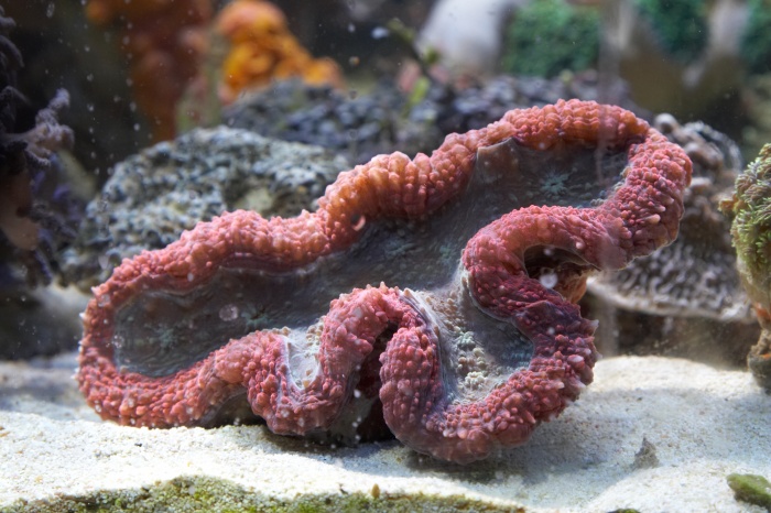 Lobophyllia.13.jpg