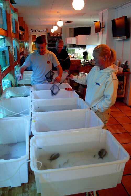 Klovnfisken-1-hurra2010-1.jpg