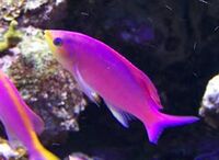 Pseudanthias tuka01.jpg