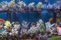 Klovnfisken-051208- 027.jpg