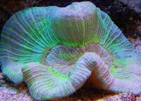 Trachyphyllia3.jpg