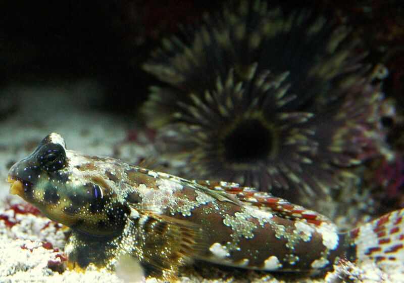 Fil:Neosynchiropus-ocellatus.jpg
