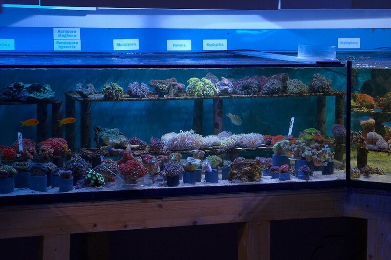 Fil:Klovnfisken-12-11-2009-068.jpg