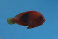 Klovnfisken-301208-051.jpg