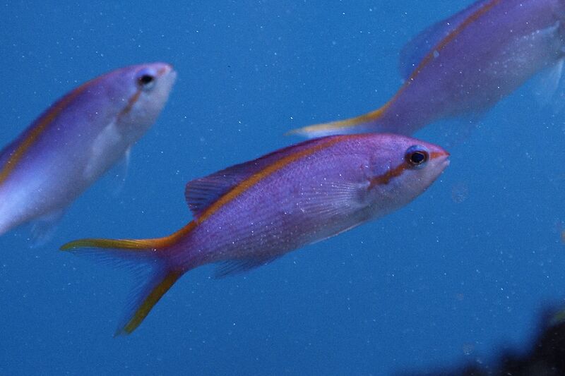 Fil:Klovnfisken-301208-046.jpg