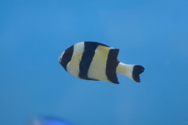 Fil:Kovnfisken-140709-038.jpg