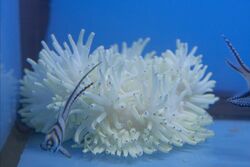 Anemone.13.jpg