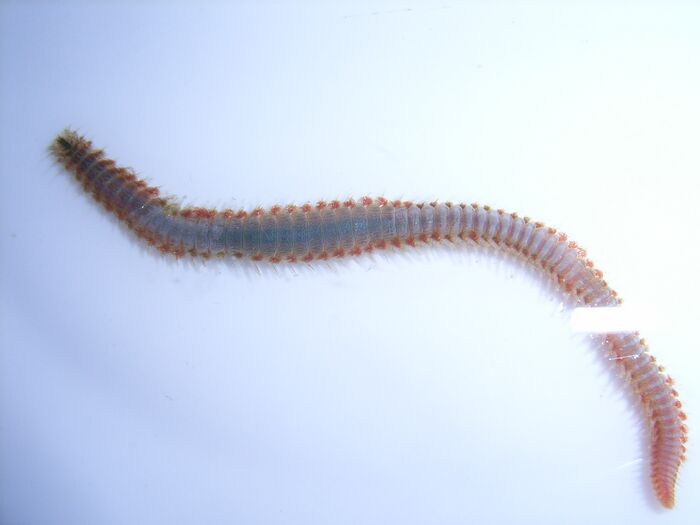 Bristleworm.jpg