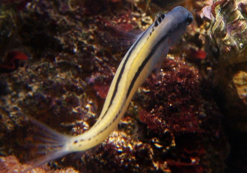 Fil:Ecsenius gravieri2.jpg