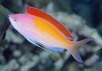 Pseudanthias dispar01.jpg