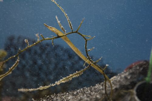 Klovnfisken-2009-1-181.jpg