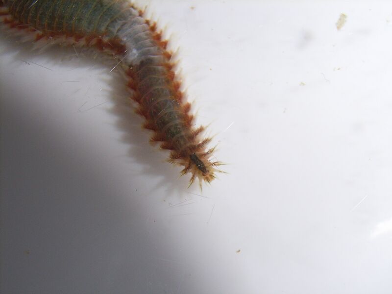 Fil:Bristleworm02.jpg