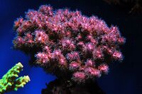 Pocillopora damicornis0.jpg