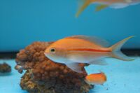 Pseudanthias fasciatus.jpg