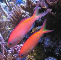 Pseudanthias ignitus.jpg