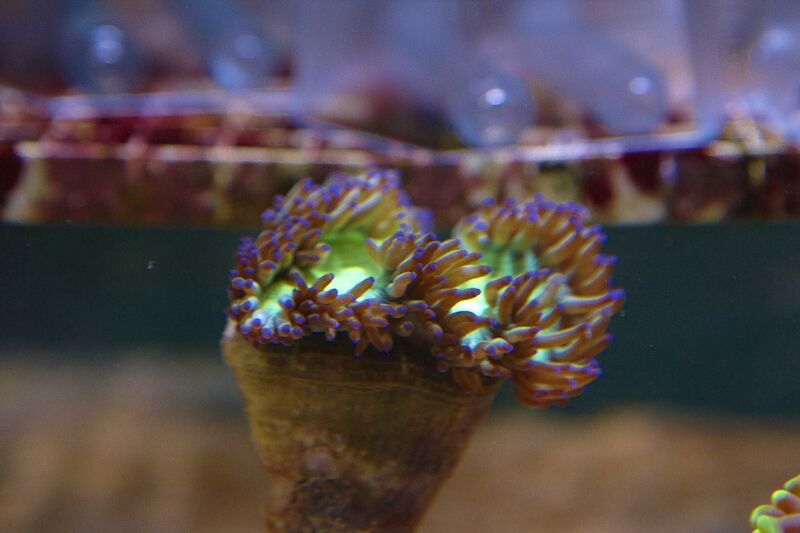 Fil:Klovnfisken-12-11-2009-015.jpg