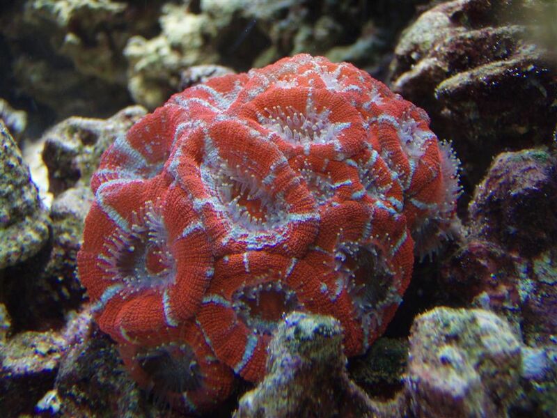 Fil:Acanthastrea lordhowensis.jpg