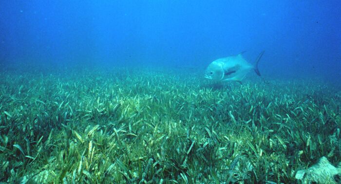 Seagrass noaa.jpg