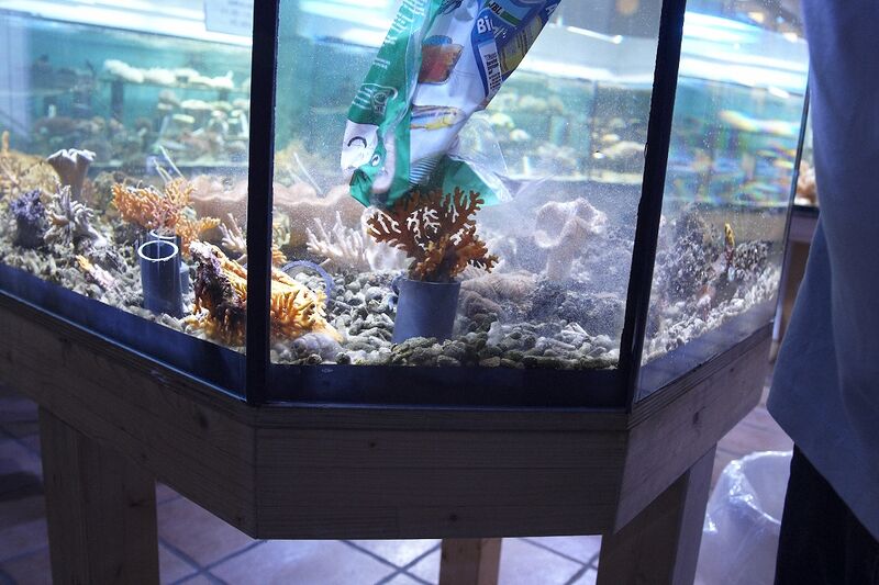 Fil:Klovnfisken-12-11-2009-064.jpg