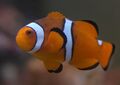 Amphiprion ocellaris.10.jpg