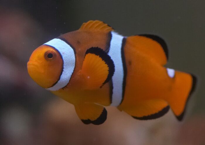 Amphiprion ocellaris.10.jpg