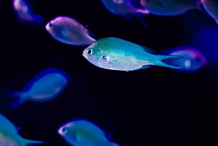 Chromis-viridis.jpg