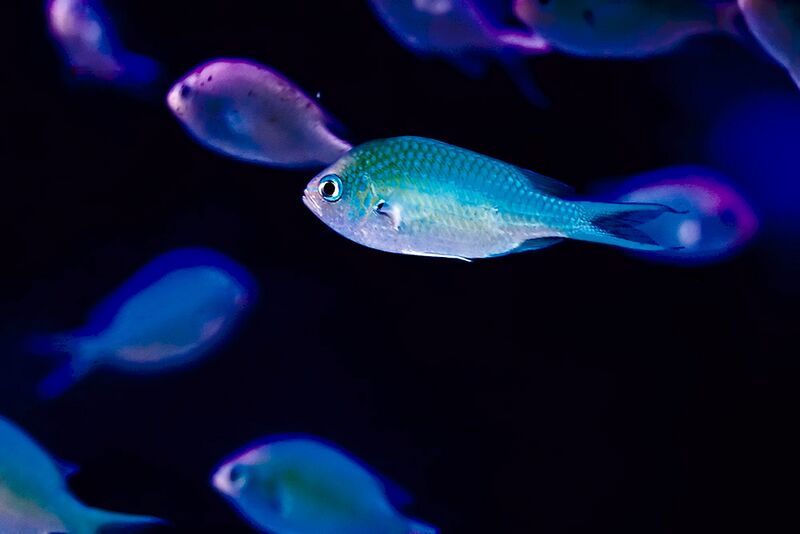 Fil:Chromis-viridis.jpg