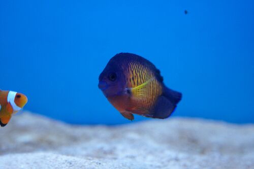 Klovnfisken-221209-36.jpg