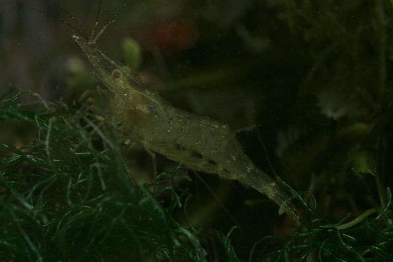Fil:Palaemon adspersus.jpg