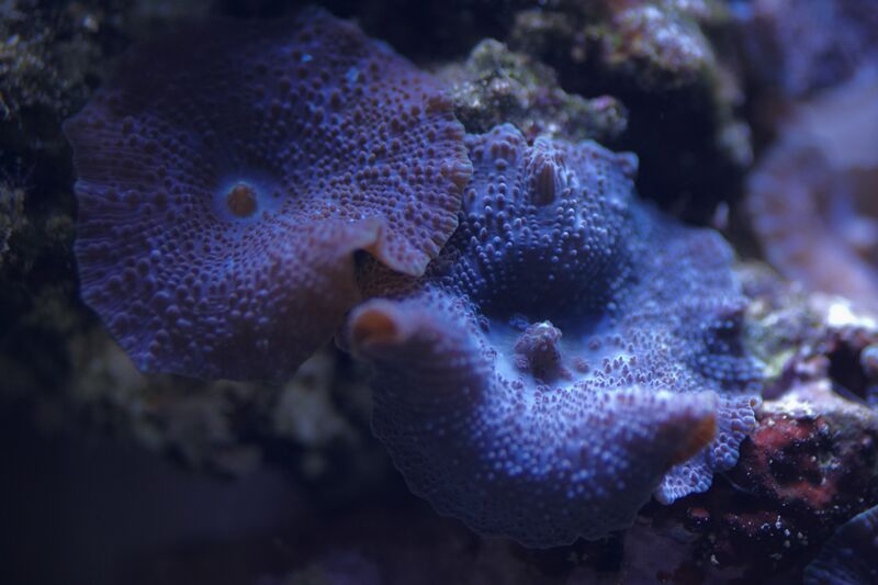 Fil:Akvarie161108- 007.jpg