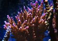 Acropora valida1.jpg