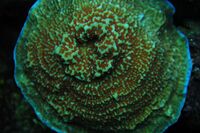 Montipora undata1.jpg