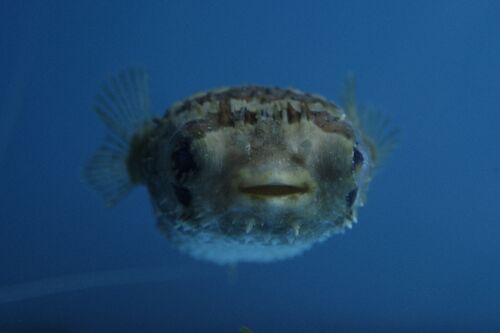 Klovnfisken-2009-1-189.jpg