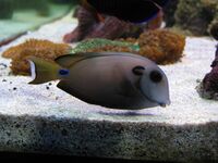 Acanthurus tennentii.jpg