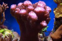 Pocillopora verrucosa.jpg