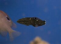 Amblygobius hectori.jpg