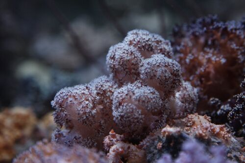 Klovnfisken-2009-1-114.jpg